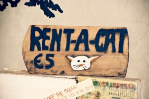 Atlantis, photo by Kelly Furgal Toye